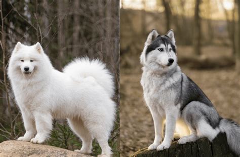 Samoyed Husky Mix: A Hybrid To Fall For