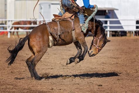 Bucking Bronc Horse at Country Rodeo Stock Image - Image of extreme ...