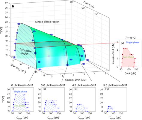 Activity-dependent phase diagram of DNA nanostars a, LLPS phase diagram ...