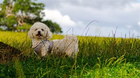 Bichon Frise Size Chart: How Big Is A Full-Grown Bichon Frise?