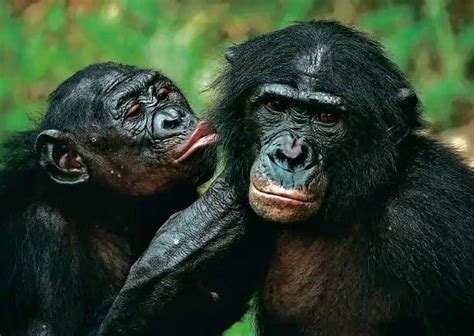 7 Chimpanzee vs Gorilla Points of Great Significance - Primates Park