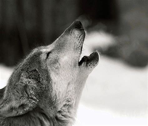 Black Wolf Howling Wallpapers #Black #Wolf #Howling #Wallpapers | Black ...