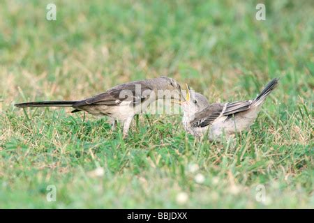 Northern Mockingbird feeding Fledgling Stock Photo - Alamy