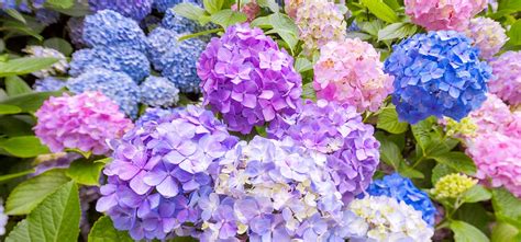 Best Hydrangeas For Shade | The Tree Center