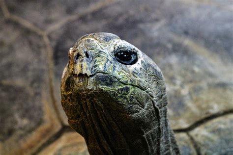 Aldabra Tortoise - ZooChat