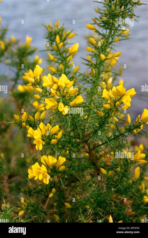 Common Gorse, Highlands of Scotland, UK Stock Photo - Alamy