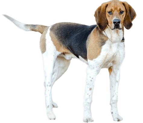 Treeing Walker Coonhound - Dog Breed Health, History, Appearance ...