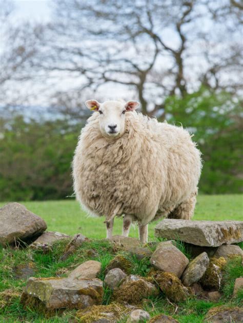 13 Signs a Sheep Is Pregnant - Farmhouse Guide