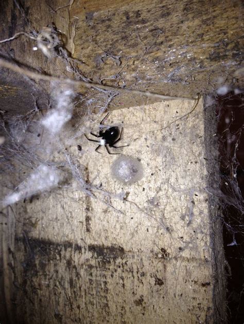 house spider eggs sac - Deeanna Cupp