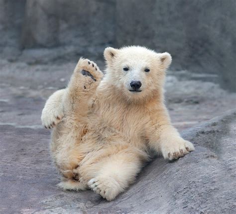 24 Pics Of Adorable Polar Bear Cubs Chilling Out In The Snow Showing Us ...