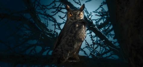 Owl Sound at Night | Free Sound Effects | Animal Sounds