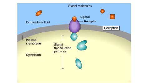 Signal Transduction: Definition, Pathways, Examples Biology, 49% OFF