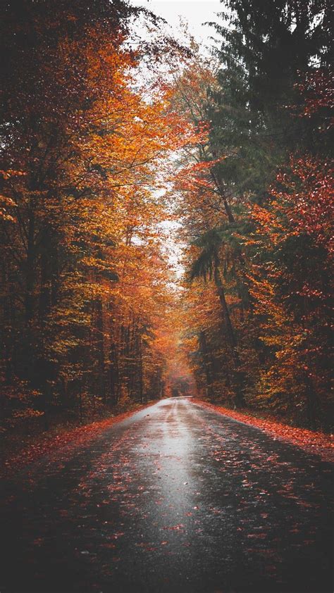 Autumn Road Route Forest Wallpapers - Wallpaper Cave