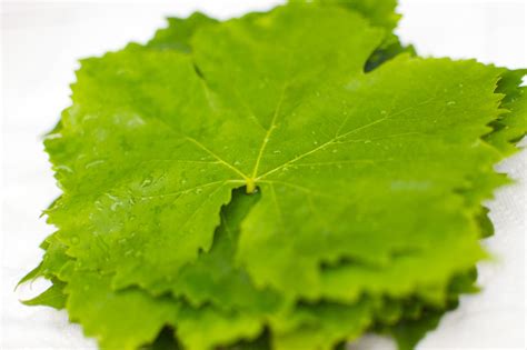 Grape Leaves: Once More From the Waste-Not-Want-Not Department