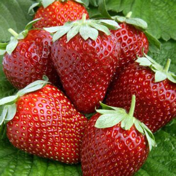 Berry Plants for Sale | Tasty Fruit | McKay Nursery