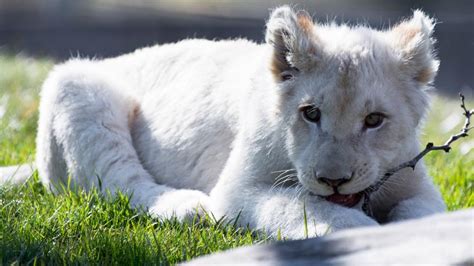 White lion cub wallpaper - backiee