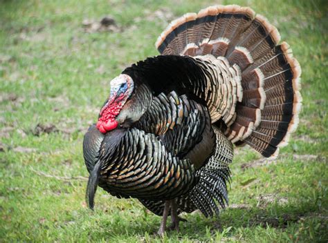 What is a female turkey called