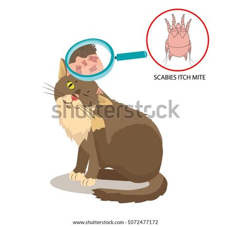 Parasite Skin Cat Parasites Vector Itch Stock Vector (Royalty Free ...