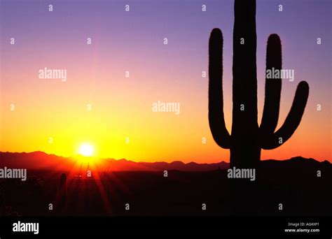 Saguaro cactus sunset Stock Photo - Alamy