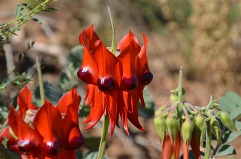 Australian Desert Flowers | Information and Resources