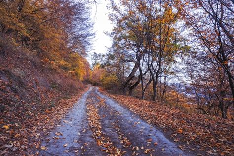 Premium Photo | Autumn forest road