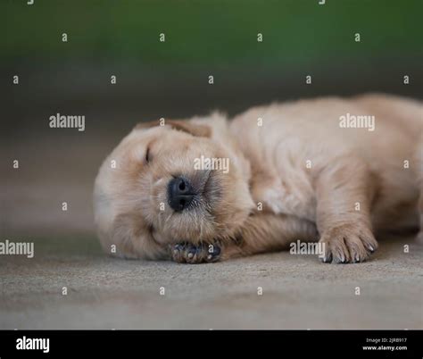 Golden Retriever puppy sleeping on ground Stock Photo - Alamy