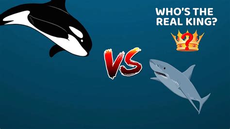 Killer Whale Vs Great White Shark Size Comparison