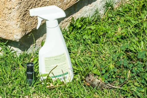 Homemade Rat and Mice Spray Repellent | Hunker