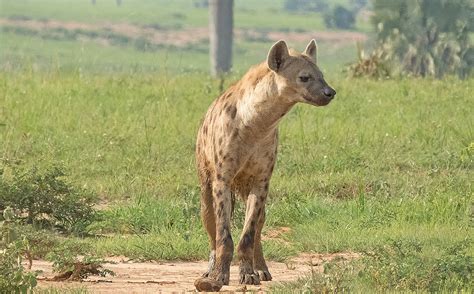 Lake Baringo National Reserve, Wildlife, Animals, Reserve, Kenya