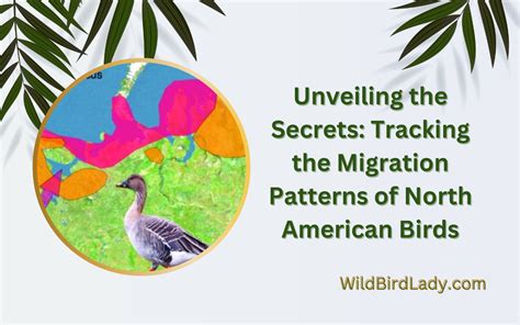 Unveiling the Secrets: Tracking the Migration Patterns of North ...