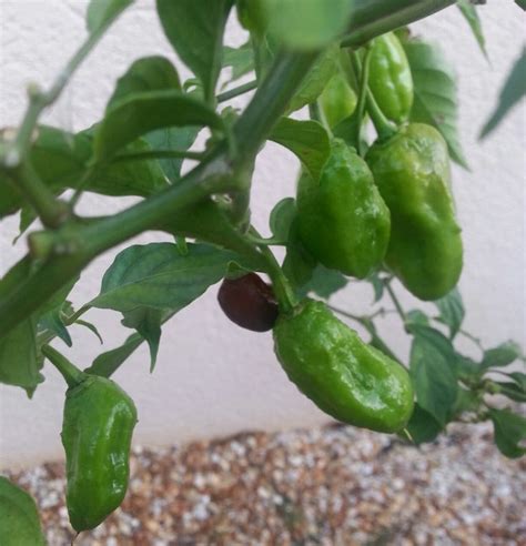 some green peppers hanging from a plant with leaves and rocks in the ...