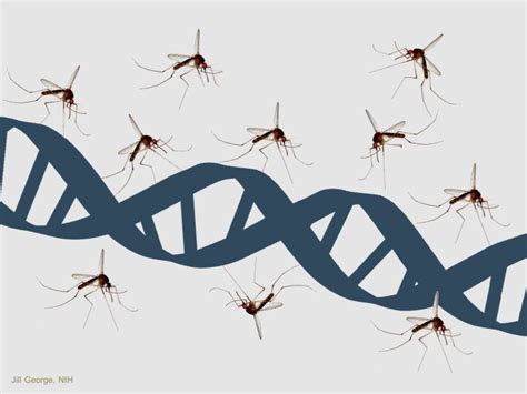 Mosquitoes swat back via resistance to CRISPR gene drive - The Niche