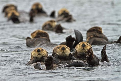 Sea Otter Facts