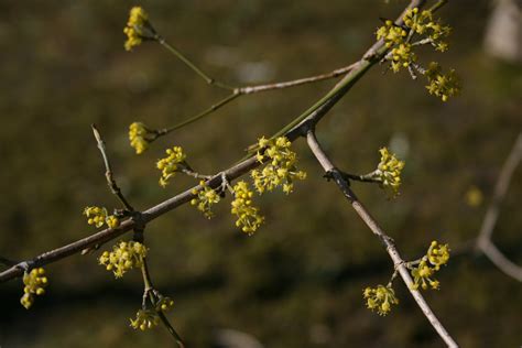 Cornus mas – Ballyrobert Gardens