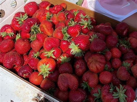 Strawberry Jam | Yemek Tarifi