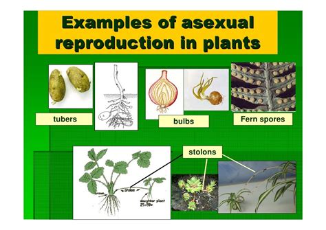 Plant reproduction y10