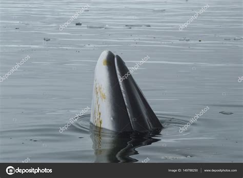 A minke whale in Antarctic Peninsula — Stock Photo © vladsilver #149788250