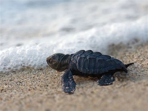 Baby Turtle Wallpaper - WallpaperSafari