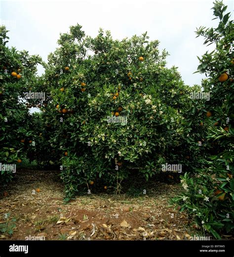 Flowering orange tree in full blossom with setting fruit Valencia Spain ...