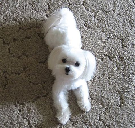 506 best images about Maltipoo Maltepoo (maltese poodle) on Pinterest ...