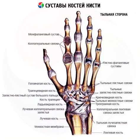 Hand Bone Joints: Normal Anatomy, Structure, Function