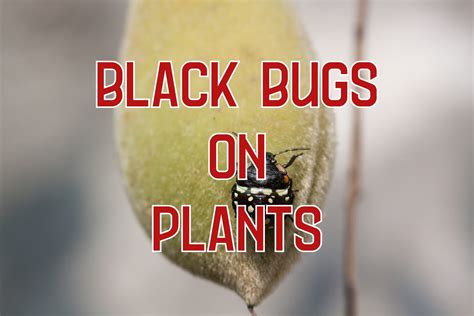 17 Black Bugs on Plants (& How to Get Rid of Them)