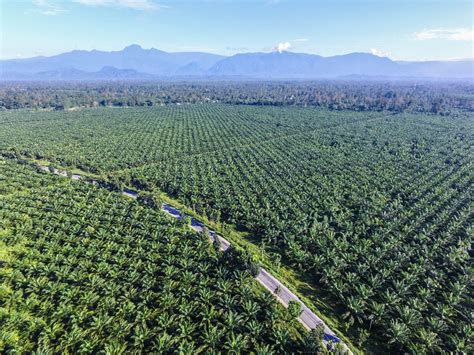 Palm oil products - and why palm oil is bad for the environment ...