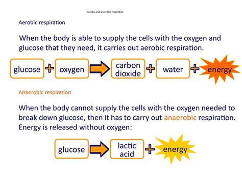 Aerobic And Anaerobic Respiration Anaerobic Respiration | The Best Porn ...