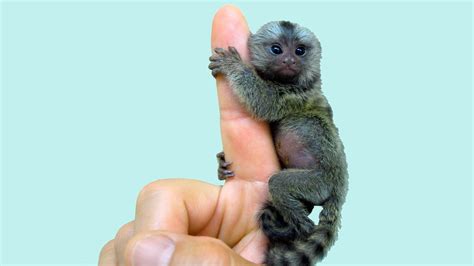 Pet Finger Monkey: Get All Information in One Place - Lil Pet