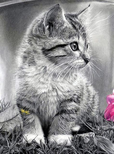 Realistic Kitten Realistic Fluffy Cat Drawing - Dogs And Cats Wallpaper