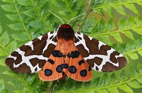 10 Fascinating, Little-Known Moth Facts