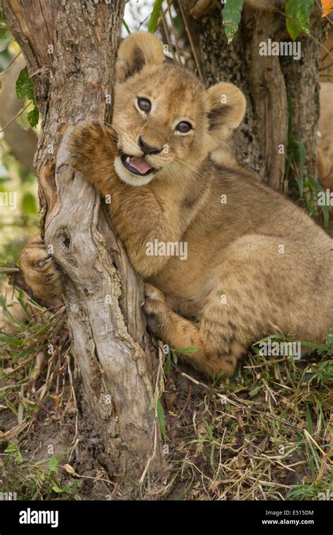 Lion cub hugging hi-res stock photography and images - Alamy