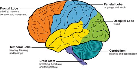 5 Lobes of the Cerebrum Diagram | Quizlet