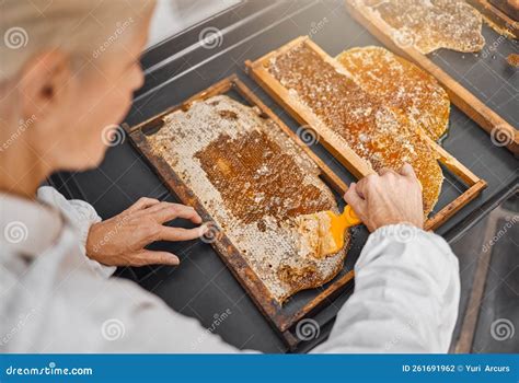 Beekeeper, Honey Production and Honeycomb at Farm for Food, Health or ...